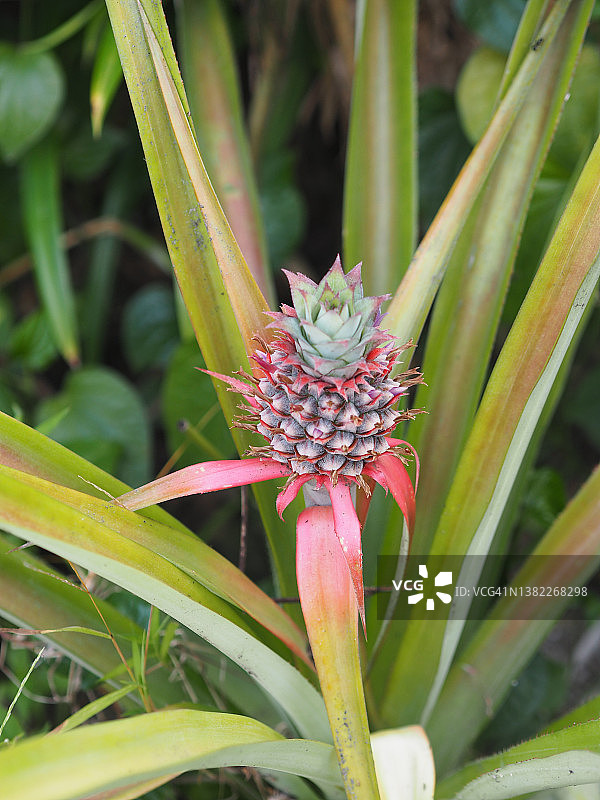 自然背景下的菠萝树结果实景象图片素材