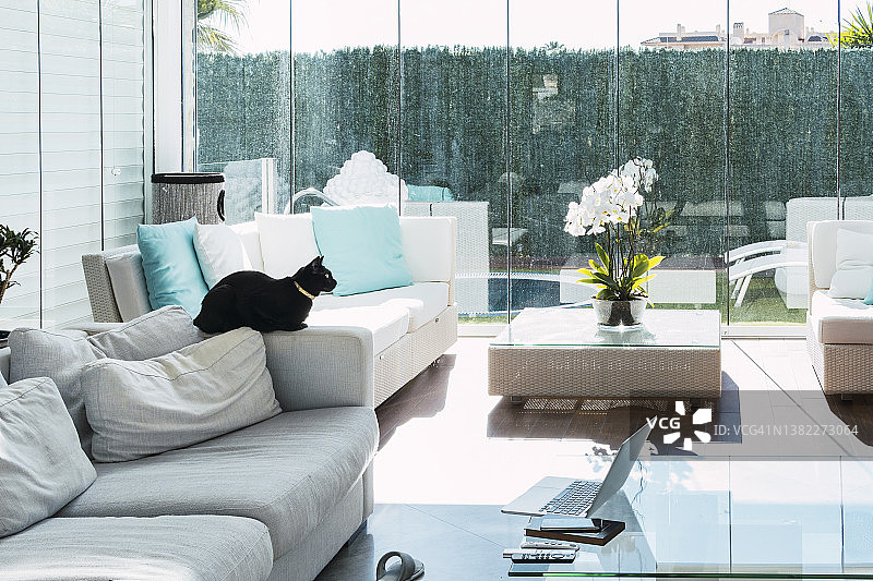 猫坐在客厅的沙发上图片素材