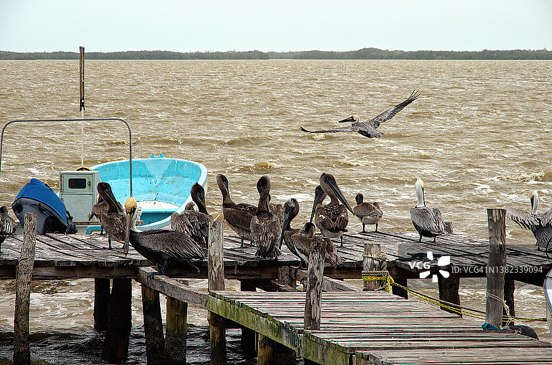 棕色鹈鹕栖息在墨西哥尤卡坦里奥拉加托斯的一个木制码头上图片素材