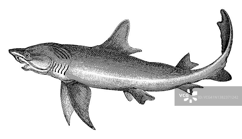 蓝鲨（灰鲭鲨）- 复古雕刻插图图片素材