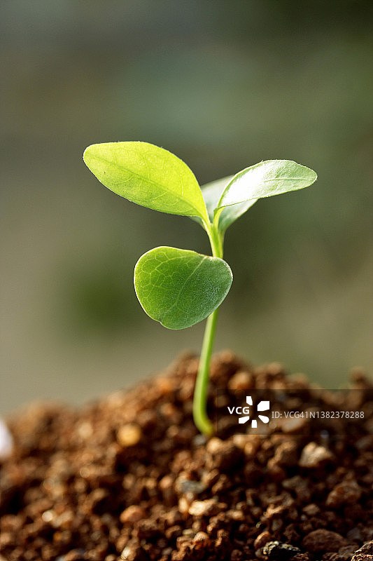 从土壤中生长的植物图片素材
