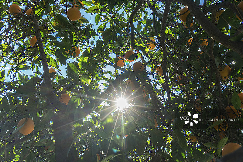 希腊卡拉马塔的橘子树图片素材