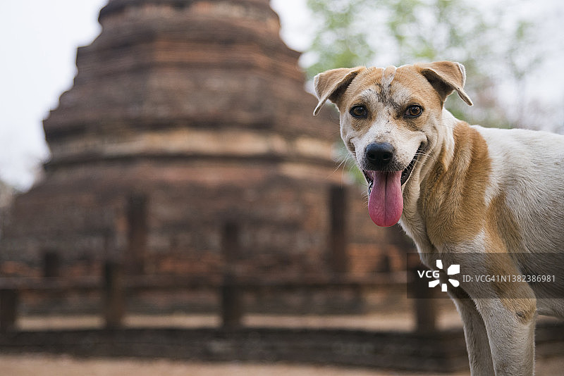 泰国甘烹碧府的狗狗肖像，东南亚图片素材