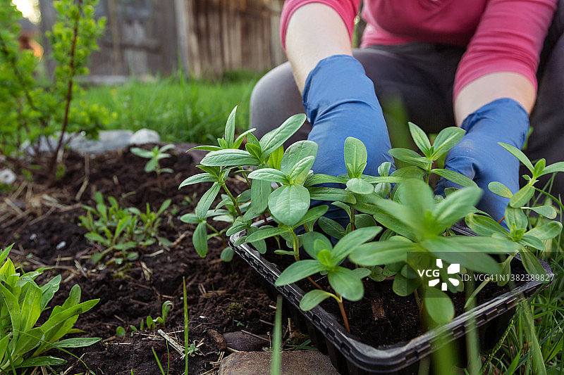 女人手持花苗托盘，花坛附近，种植花园植物特写，园丁在后院工作图片素材