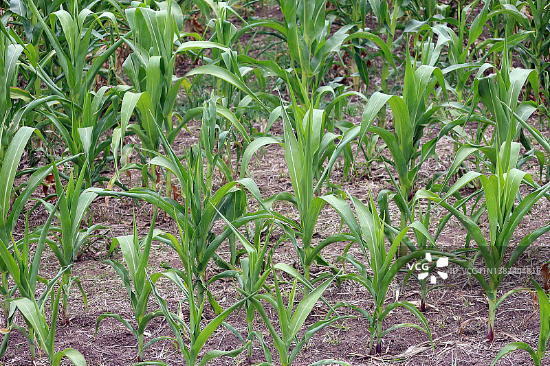 玉米种植与植物发育阶段图片素材