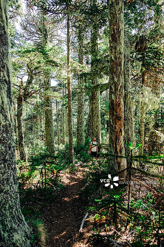 智利普孔的韦尔克韦国家公园森林图片素材
