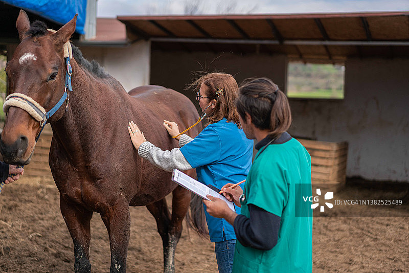 女兽医听诊怀孕母马的腹部，助手做笔记图片素材