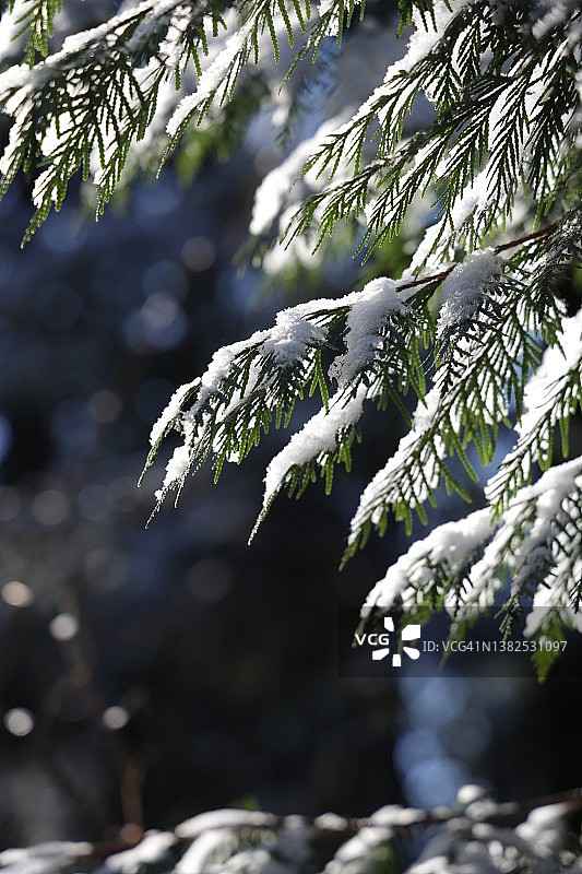 加拿大常绿树枝雪景图片素材