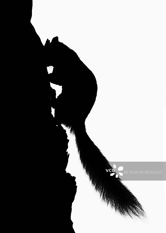 在立陶宛，一只松鼠爬树的轮廓图片素材