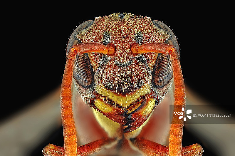 印度尼西亚蜜蜂头部特写图片素材