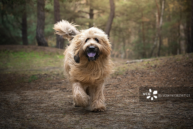 在树林中散步的法国牧羊犬图片素材