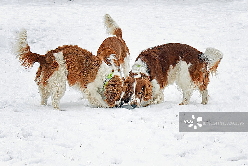 雪中的三只威尔士激飞猎犬图片素材