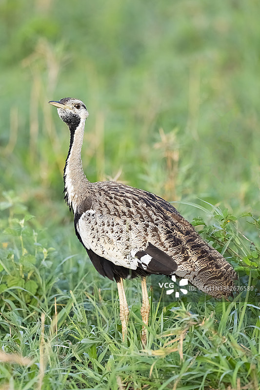 黑腹鸨图片素材