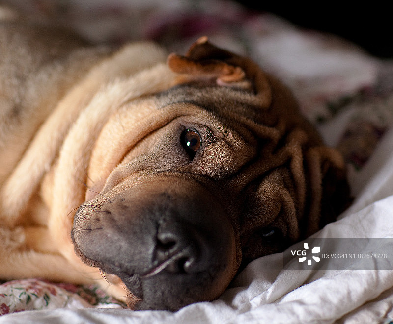 中国沙皮犬特写图片素材
