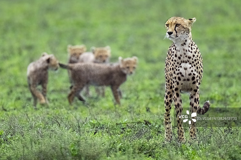 猎豹妈妈和幼崽保持警惕图片素材