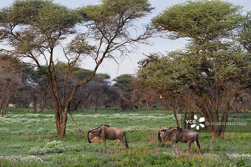 在金合欢林地森林中吃草的角马图片素材