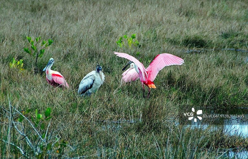 三只琵鹭和美洲木鹳图片素材