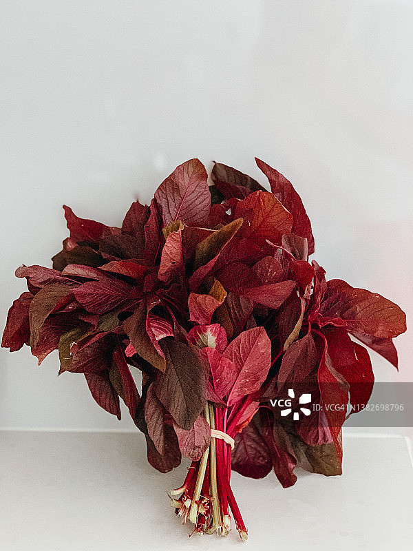 粉色苋菜图片素材