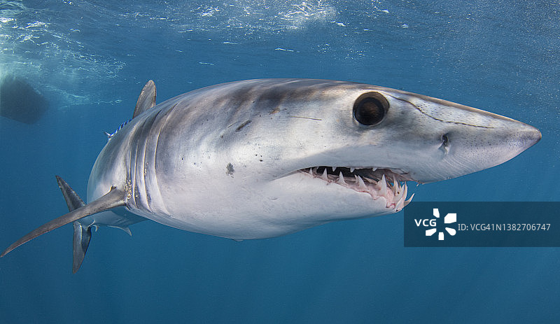 墨西哥下加利福尼亚州南部海岸附近的灰鲭鲨图片素材