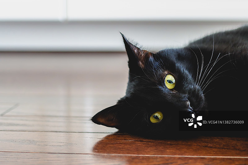 黑猫在厨房地板上休息图片素材