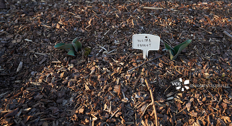 鹦鹉郁金香图片素材