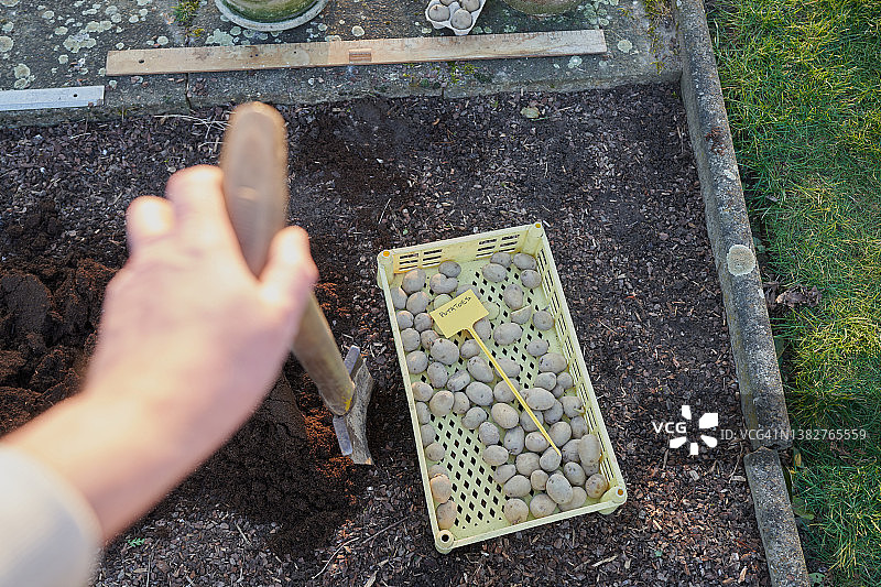 种植种薯图片素材