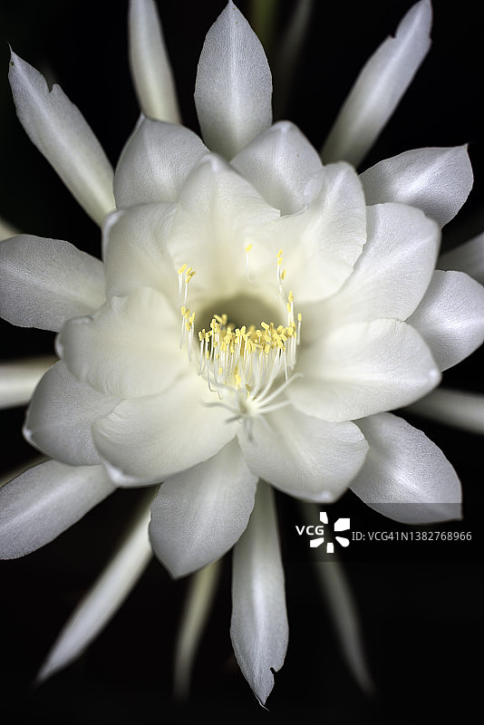 白色昙花图片素材