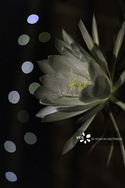 白色昙花图片素材