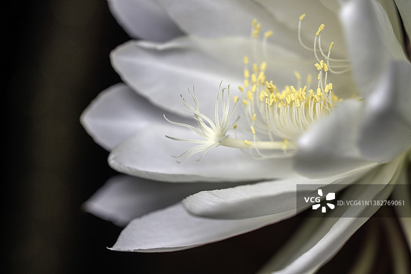 白色昙花图片素材