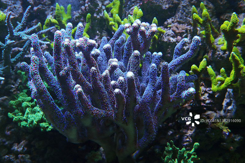 意大利面手指皮革珊瑚景观图片素材