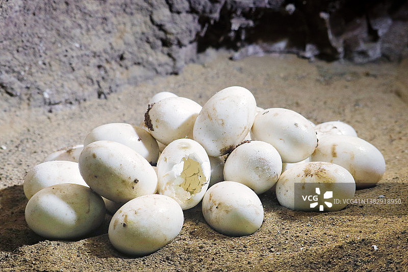 鳄鱼蛋图片素材