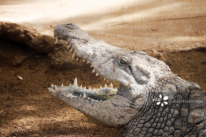 尼罗鳄的景象图片素材