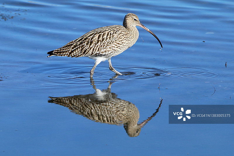 欧亚杓鹬图片素材