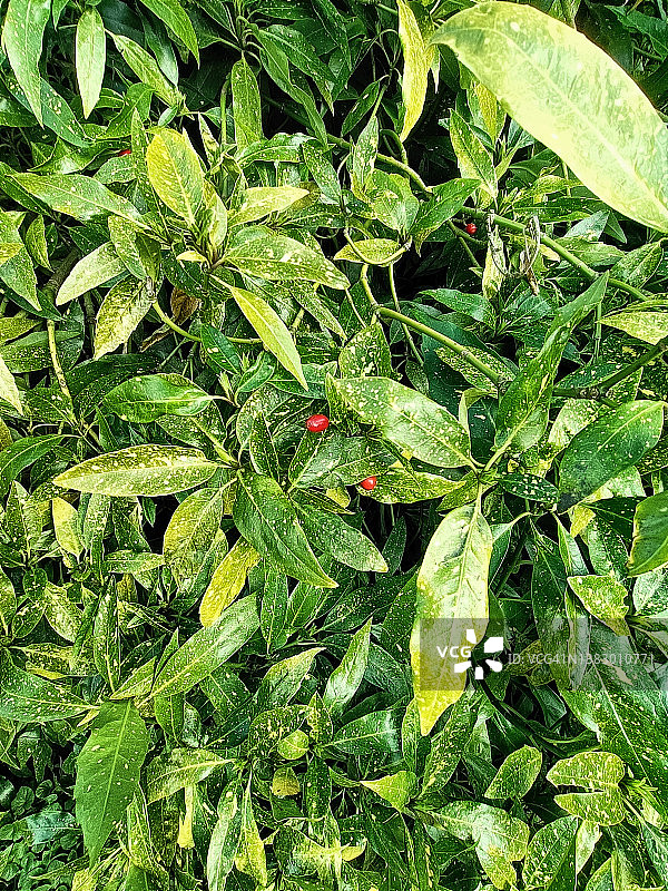 花叶常绿灌木植物图片素材