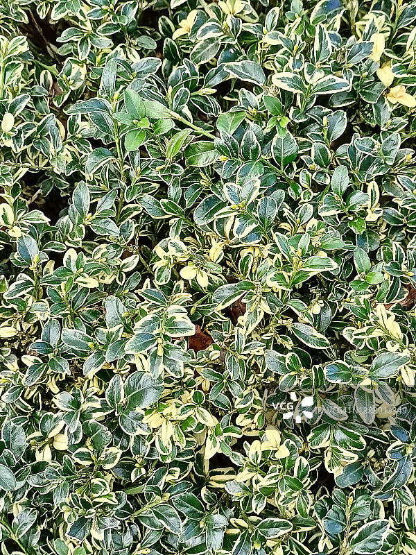 ‘Elegantissima’常绿黄杨图片素材