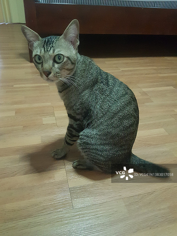 生活方式：虎斑猫图片素材