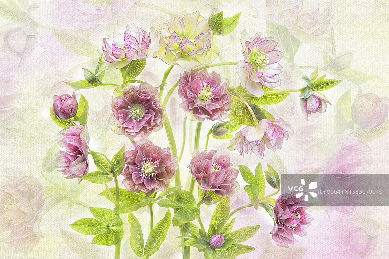 美丽的粉色春季铁筷子花，又称嚏根草图片素材