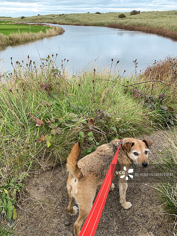 享受他的日常散步图片素材