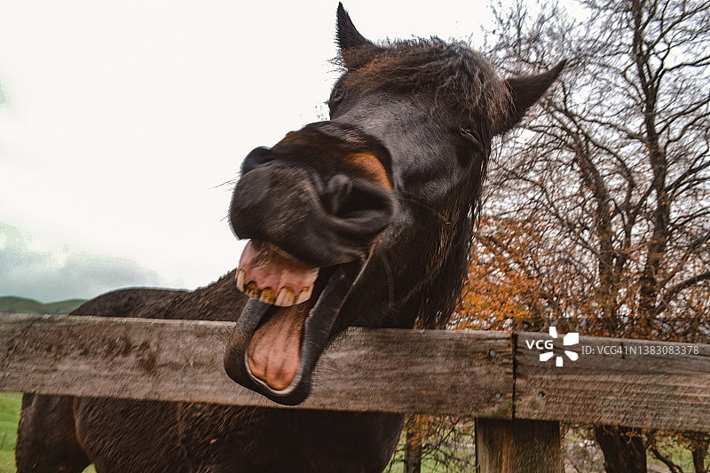 新西兰牧场上微笑的马图片素材