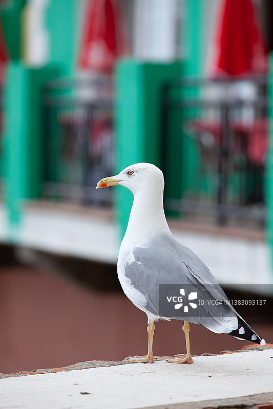 在咖啡厅区域行走的海鸥图片素材