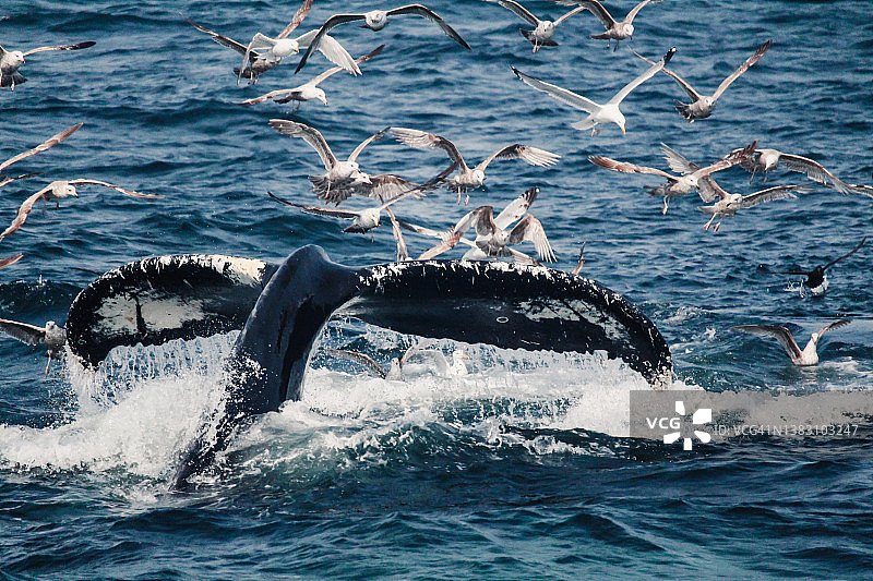 座头鲸潜入水下图片素材