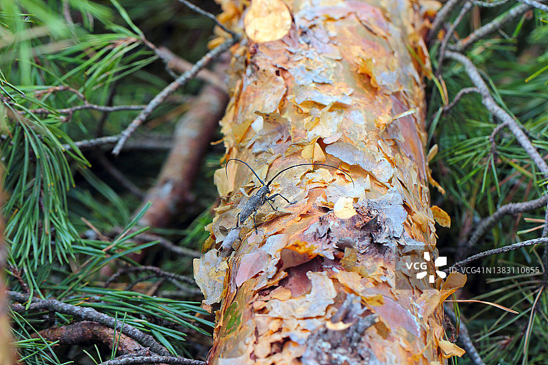 松树锯天牛图片素材