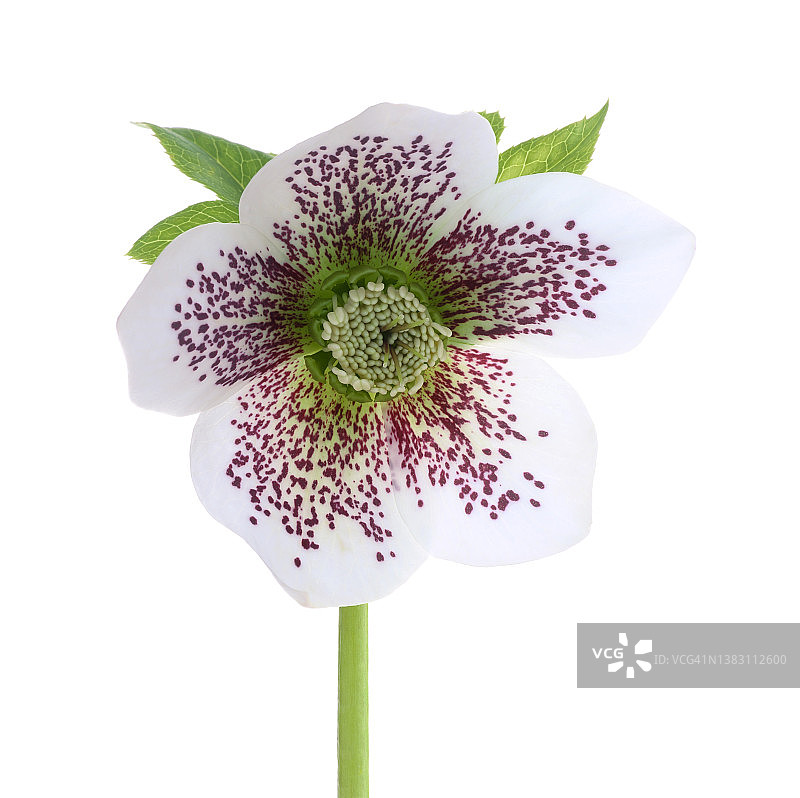 具有斑点洋红色图案的铁筷子花特写图片素材