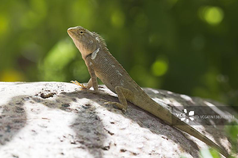 东方园林蜥蜴（Calotes versicolor），雌性，越南潘切图片素材