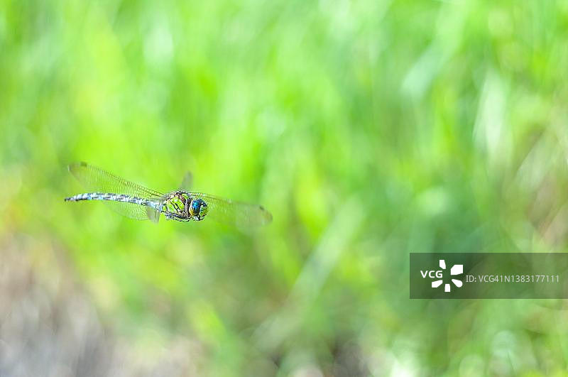 南方碧伟蜓在法国沼泽上空飞行图片素材