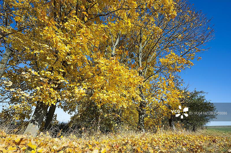 挪威枫（欧洲糖槭），秋季树叶变黄，德国图林根图片素材