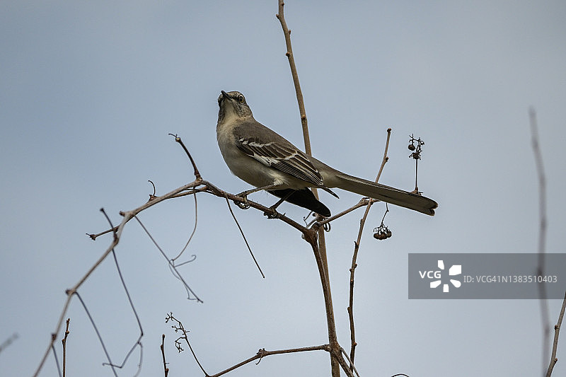 只知更鸟》图片素材