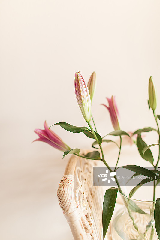 奶油色背景下玻璃花瓶中的粉色复活节百合图片素材