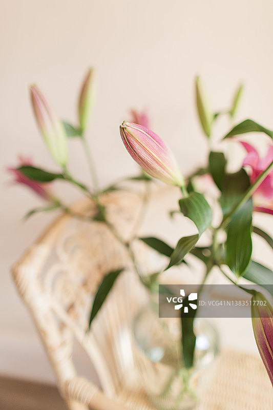 奶油色背景下玻璃花瓶中的粉色复活节百合图片素材