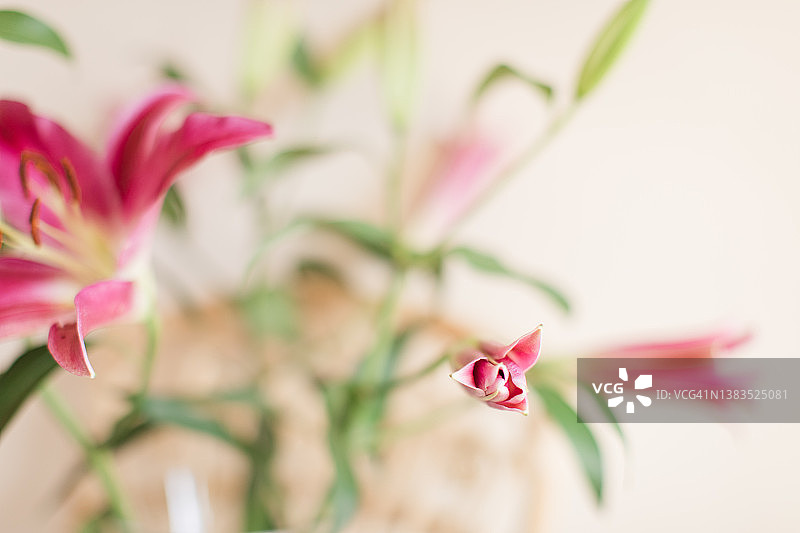 奶油色背景下玻璃花瓶中的粉色复活节百合图片素材